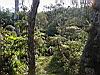 kuba/23_Dschungelpfad.jpg